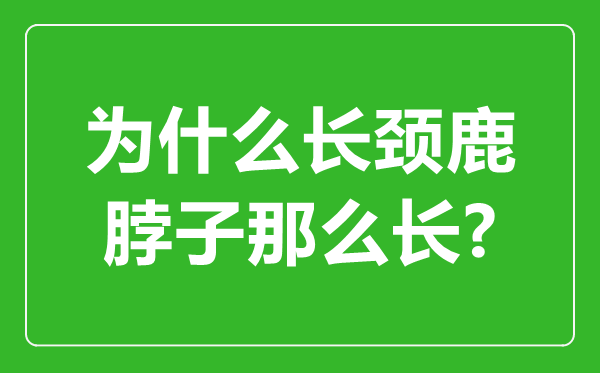 為什么長頸鹿的脖子那么長,長頸鹿脖子最長幾米