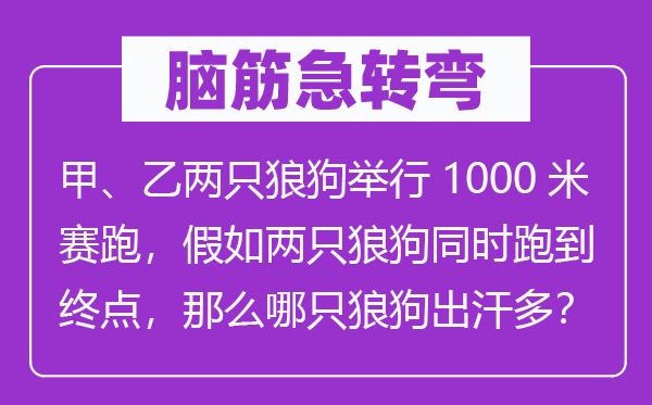 腦筋急轉(zhuǎn)彎：甲、乙兩只狼狗舉行1000米賽跑，假如兩只狼狗同時(shí)跑到終點(diǎn)，那么哪只狼狗出汗多？