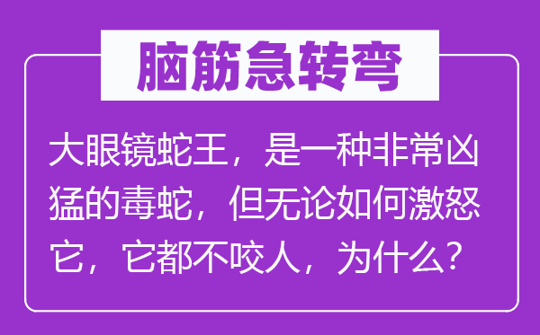 腦筋急轉彎：大眼鏡蛇王，是一種非常兇猛的毒蛇，但無論如何激怒它，它都不咬人，為什么？