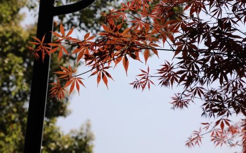 長沙市第十五中學在長沙的排名第幾,屬于什么檔次？