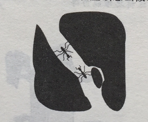 螞蟻過(guò)地下通道